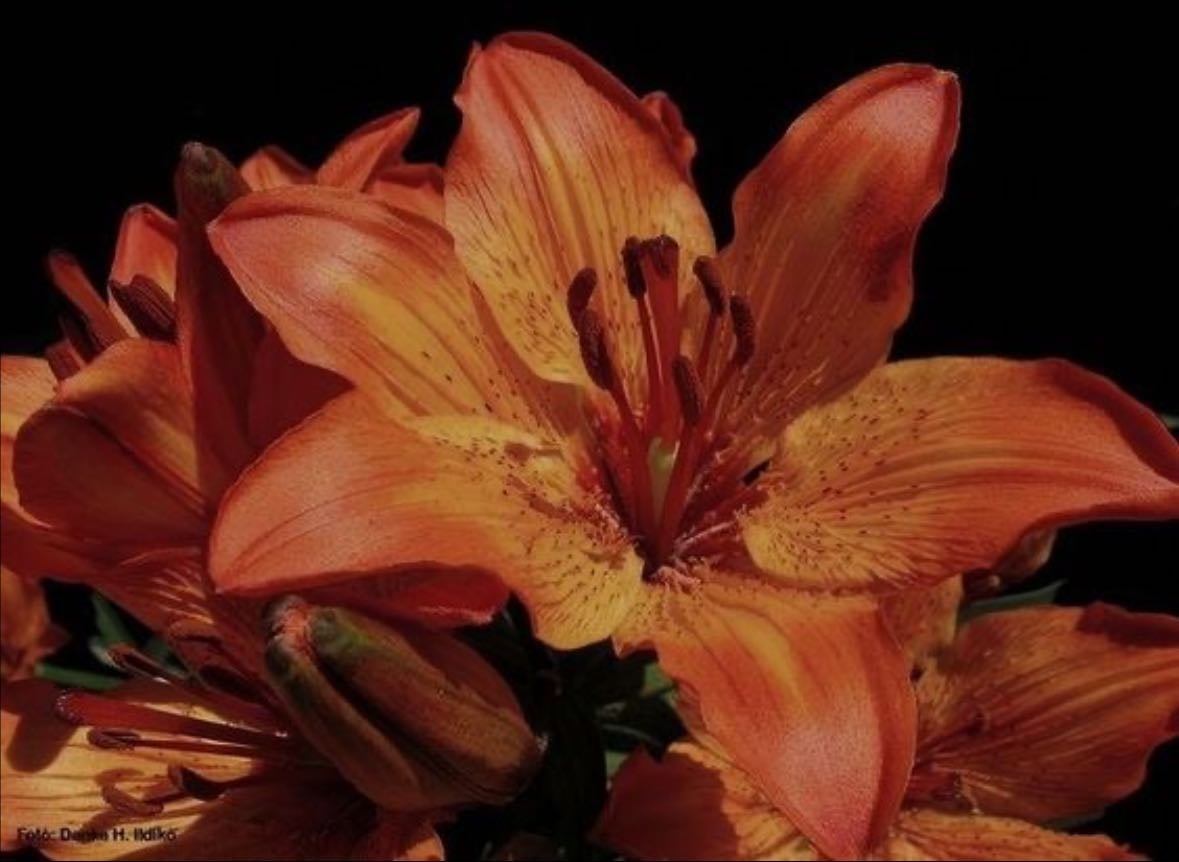 lillies