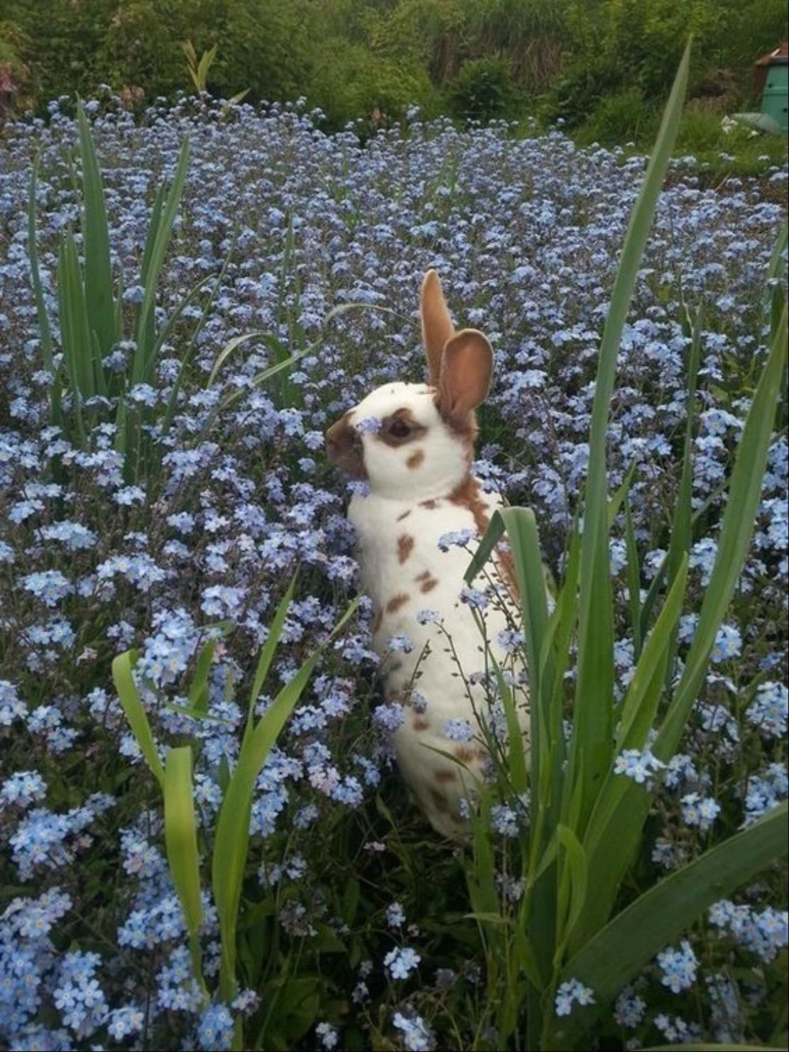rabbits
