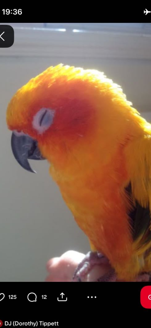 Pájaro