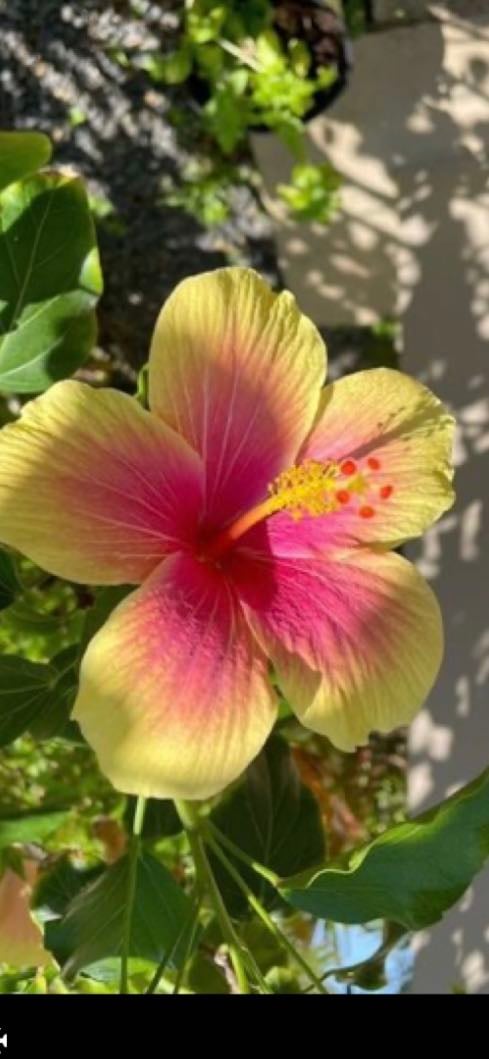 Hibisco