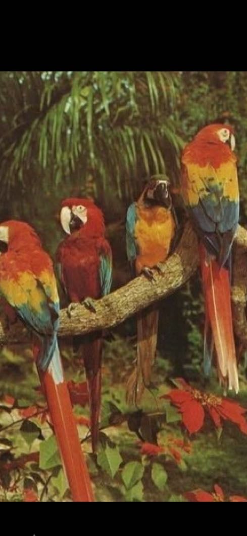 Loros