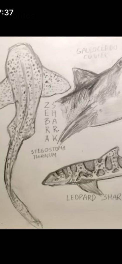 Animales marinos