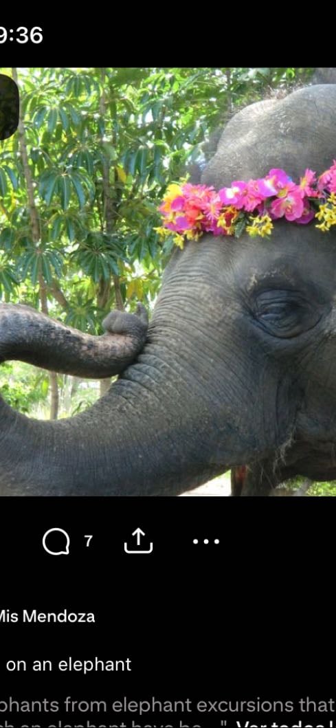 Elefante