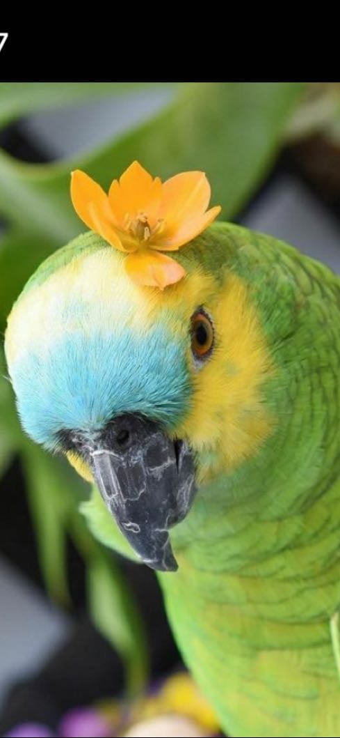 Pájaro florecita