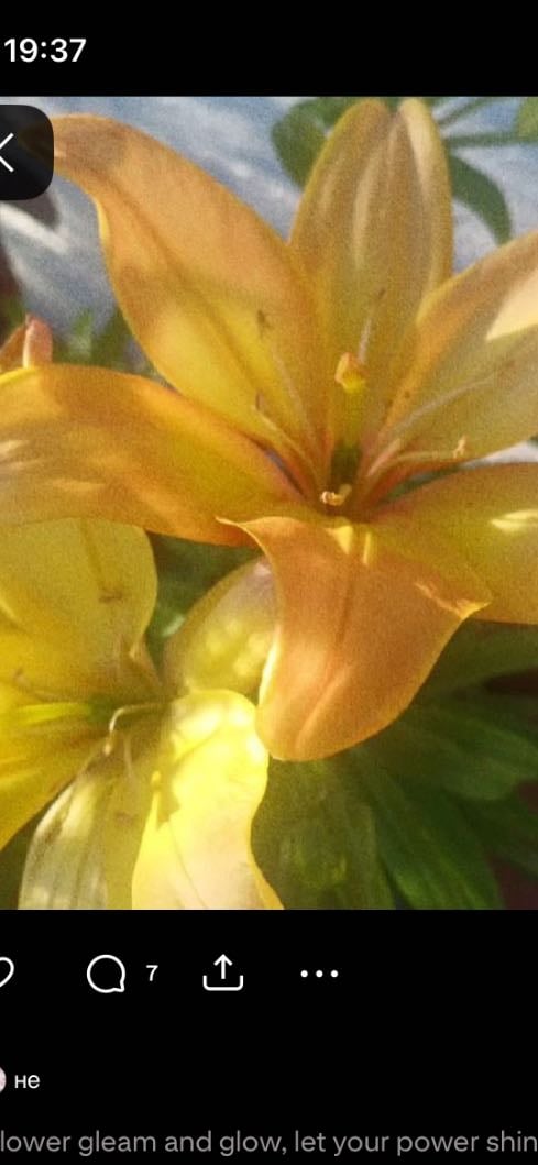 Flores