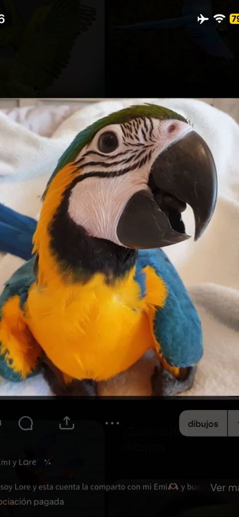 Loro 0.5
