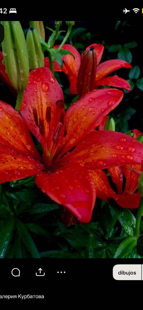 Flor