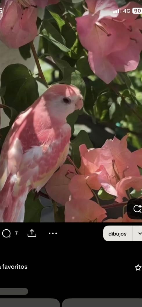 Pajarito