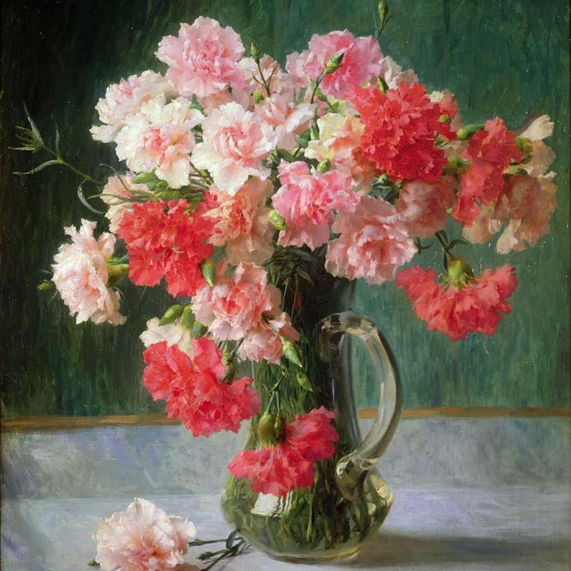 Carnation - Dianthus caryophyllus