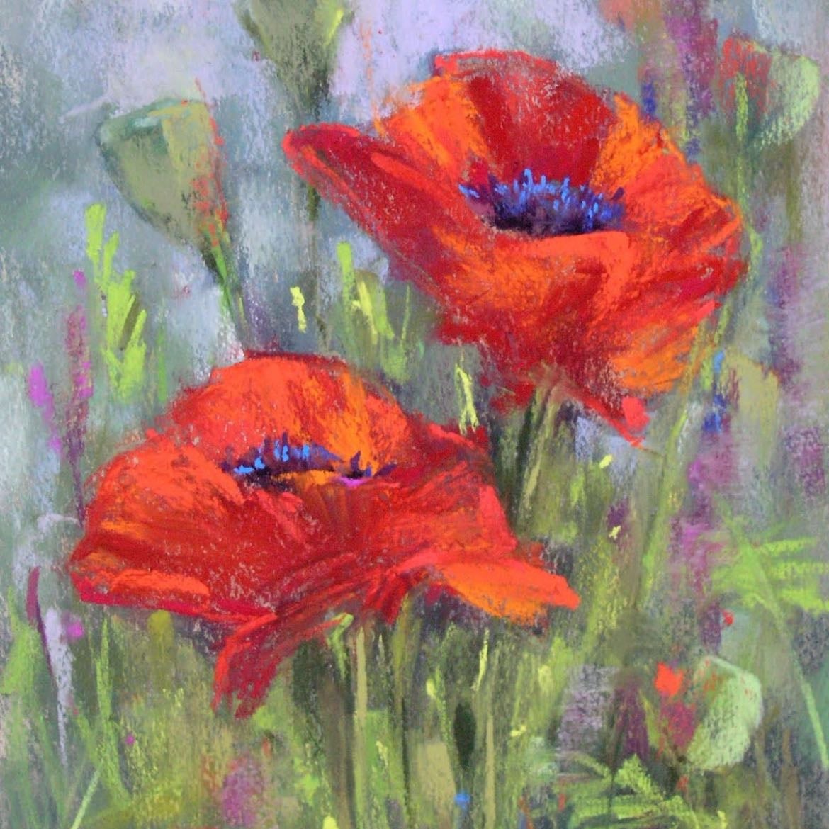 Poppy - Papaver