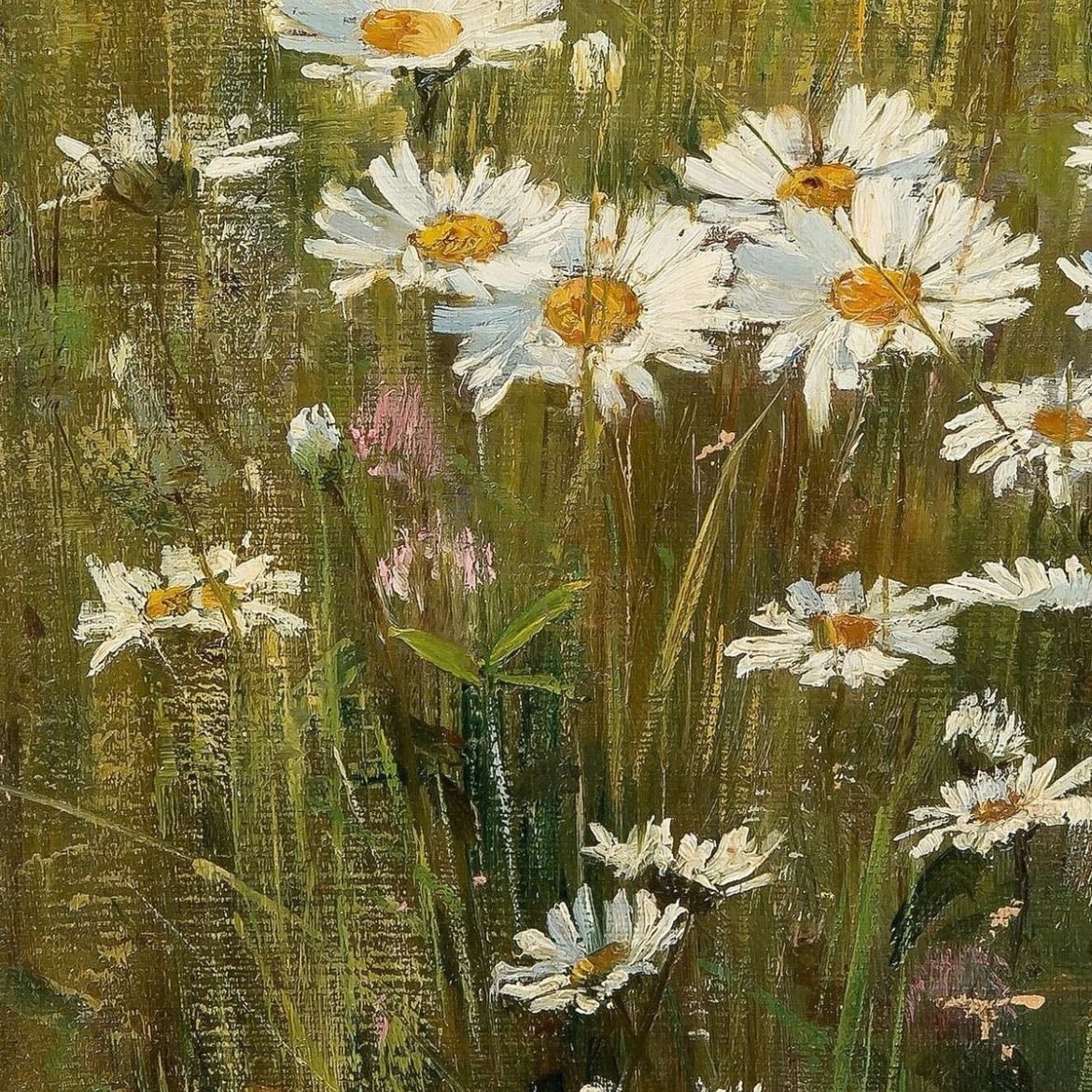 Daisy - Bellis perennis