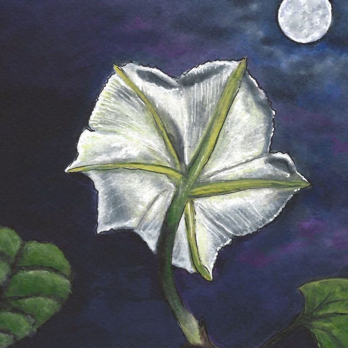 Moonflower - Ipomoea alba