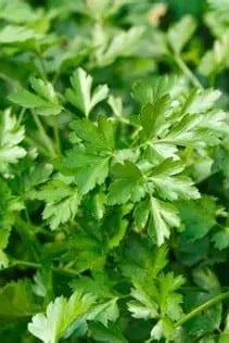 Italian Parsley