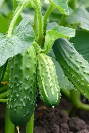 Marketmore 76 Cucumbers