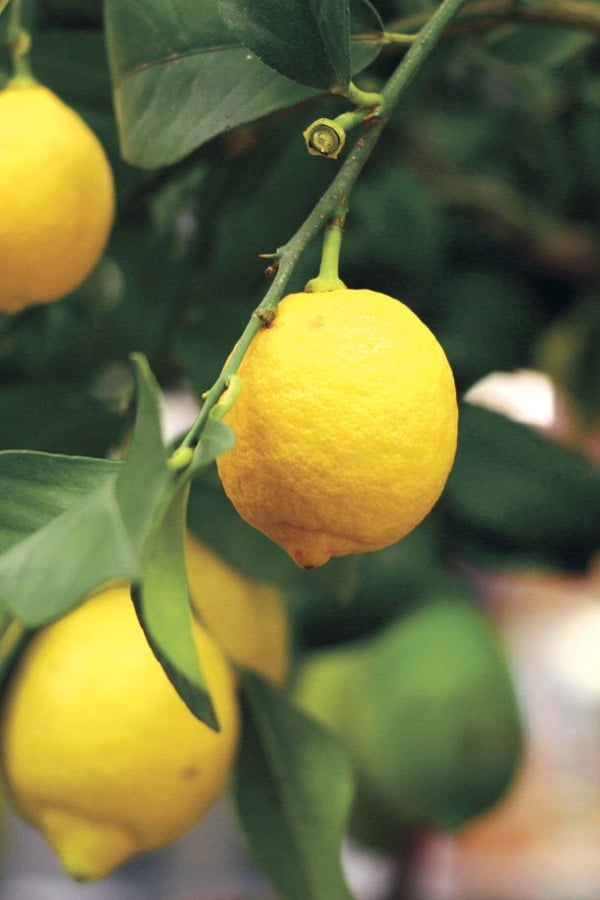 Eureka Lemon - Taste: Classic tart lemon, bright and acidic
