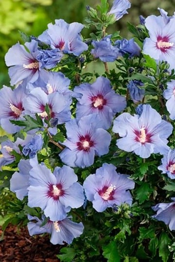 Blue Bird Rose of Sharon Hibiscus