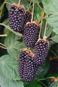 Columbia Star Blackberry - Taste: Sweet, juicy blackberry with low seediness