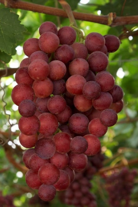 Sweet Celebration Grape - Taste: Crisp, very sweet grape flavor with floral notes