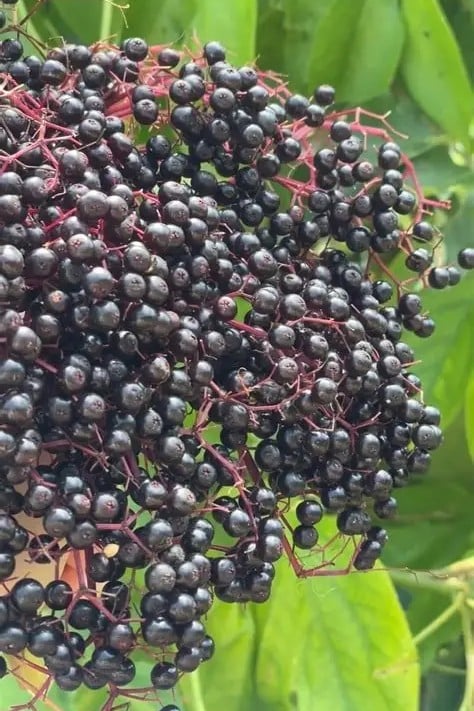 John's Elderberry - Taste: Tart, earthy berry flavor (best cooked)