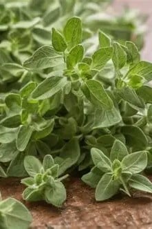 Mexican oregano