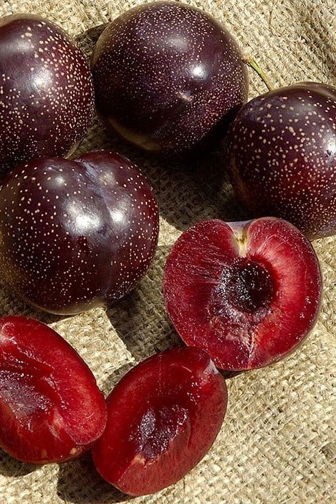 Burgundy Plum - Taste: Sweet, juicy, berry tart