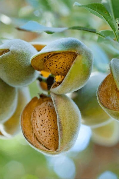 All-In-One Almond - Taste: Sweet, mild, nutty flavor