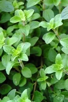 Greek Oregano