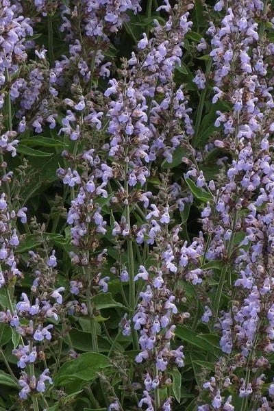 Common Sage
