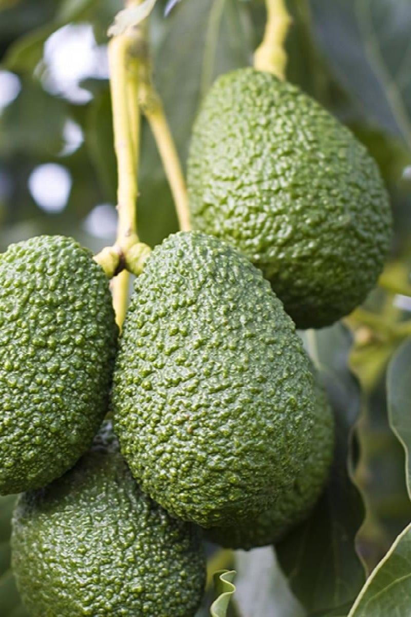 Hass Avocado - Taste: Rich, creamy, buttery, nutty flavor with smooth texture