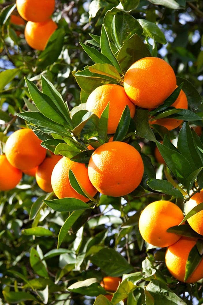 Valencia Orange - Taste: Sweet, bright citrus, balanced acidity