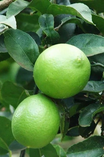 Mexican Lime - Taste: Very tart, bright citrus, floral lime zest