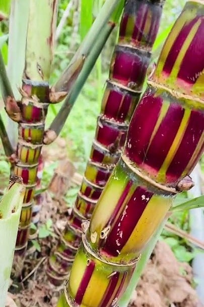 Striped Sugarcane - Taste: Very sweet juice with light grassy caramel flavor