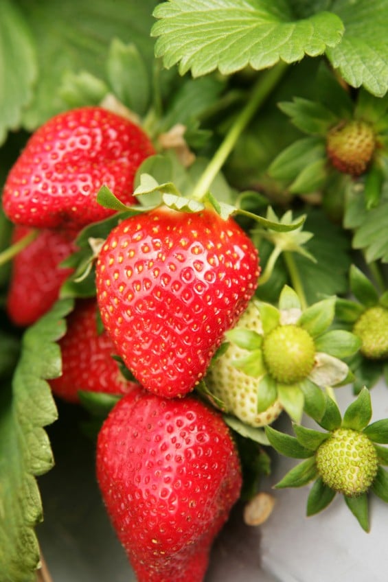 Sweet Charlie Strawberry - Taste: Very sweet, classic strawberry flavor with low acidity