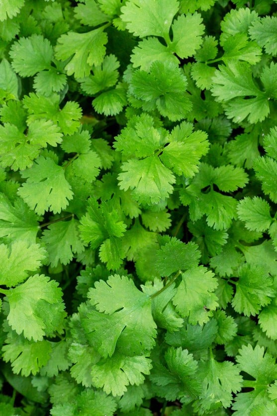 Santo Cilantro