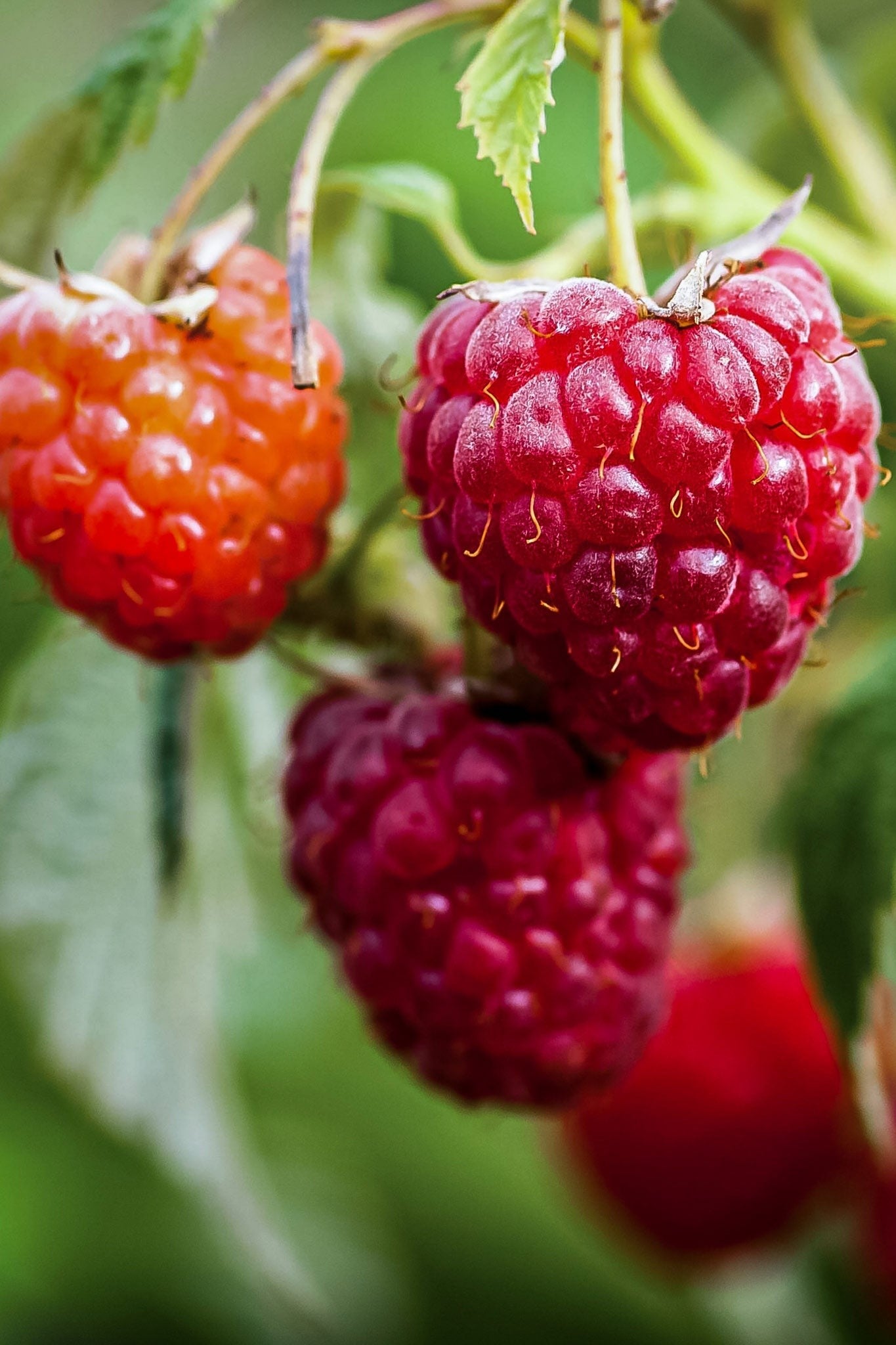 Heritage Raspberry - Taste: Sweet, classic raspberry flavor with mild tartness