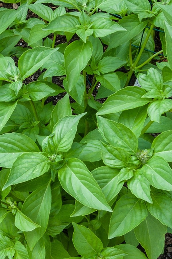Lemon Basil