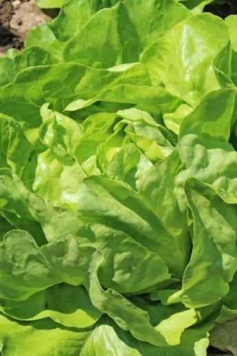 Nancy Lettuce