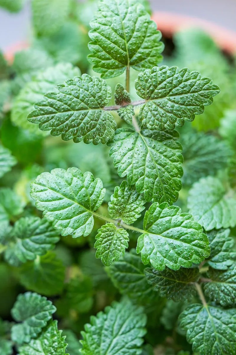 Lemon Balm