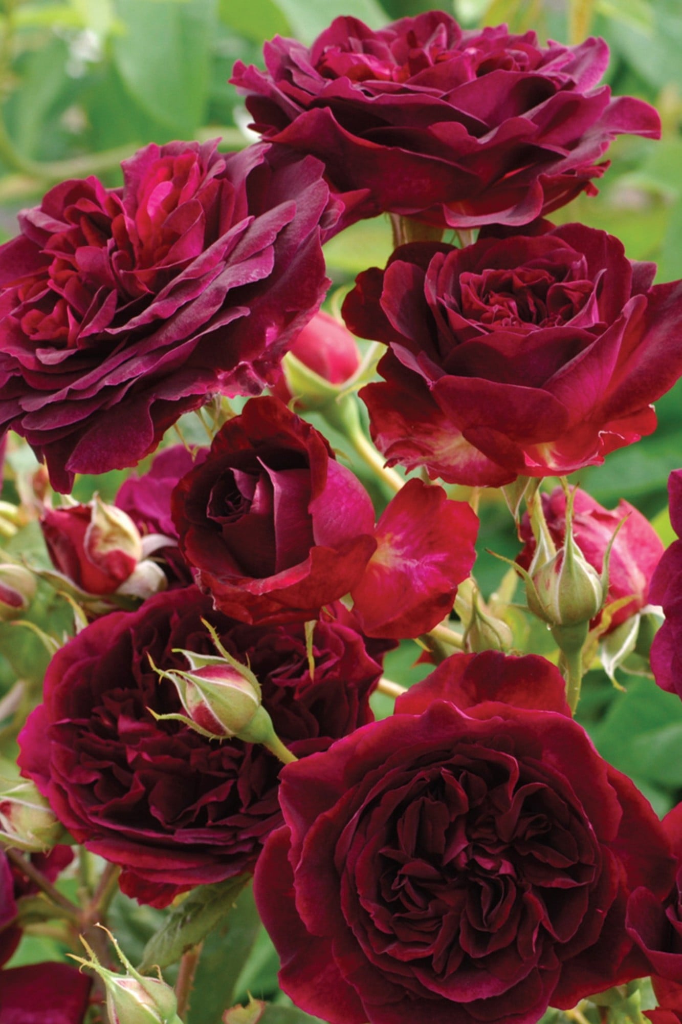 Munstead Wood Rose