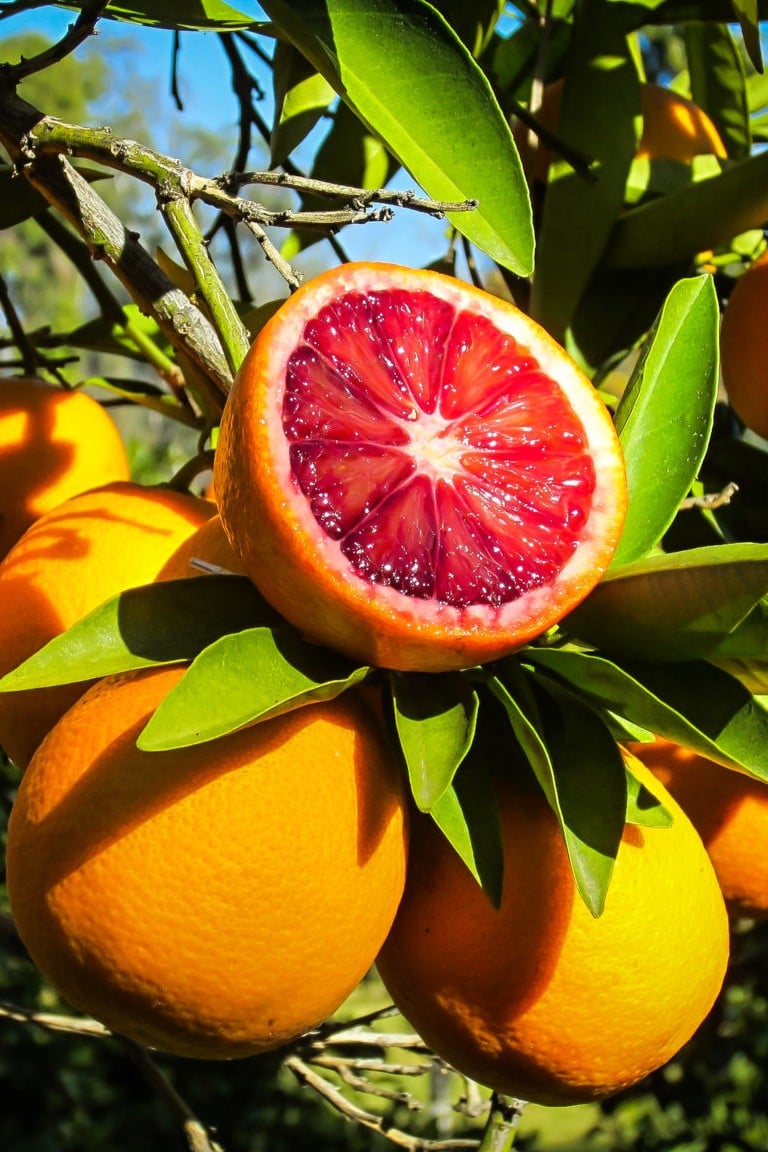 Blood Orange - Taste: Sweet-tart citrus with raspberry-like depth