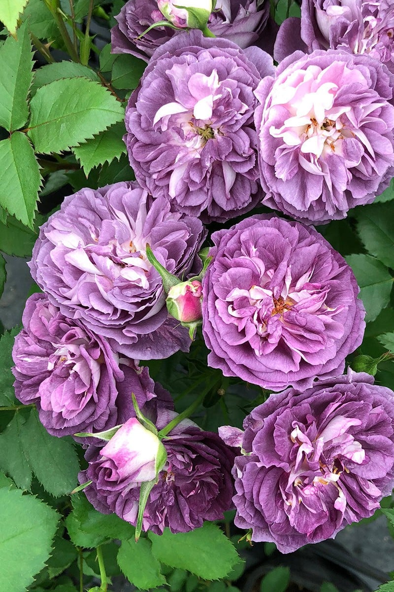 Rinaldo Japanese Rose - Smell Notes: Classic rich rose fragrance with soft fruity and sweet floral notes