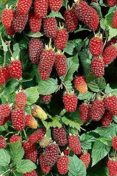 Loganberry - Taste: Sweet-tart, rich berry flavor with raspberry depth