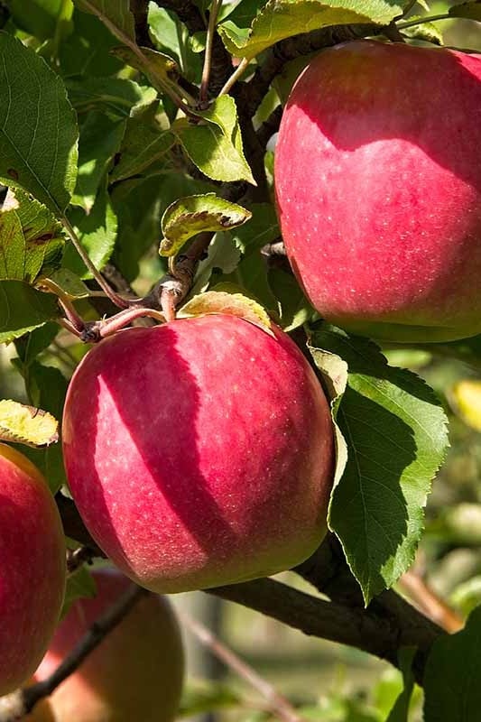 Pink Lady Apple - Taste: Sweet-tart, crunchy