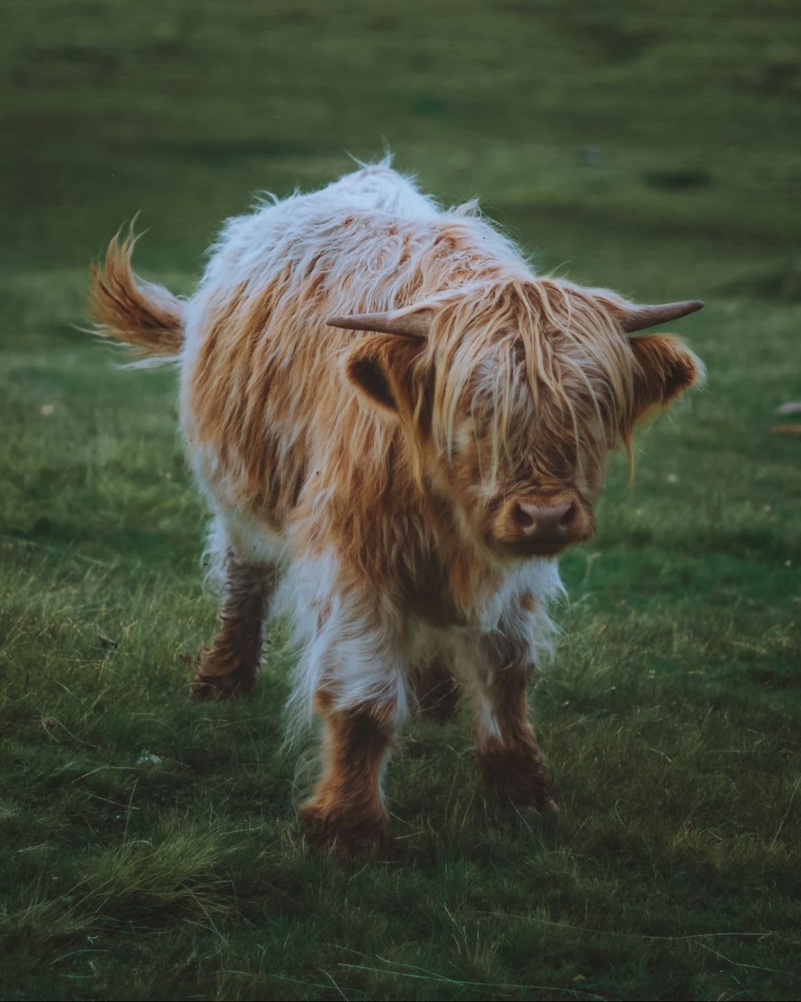 milk a cow