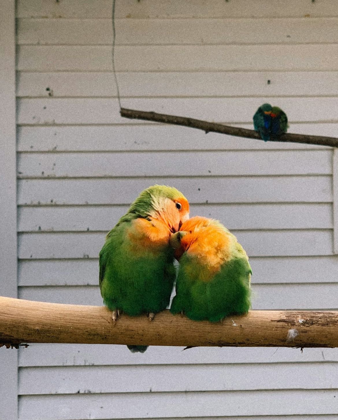 fall in love - truly and utterly smitten