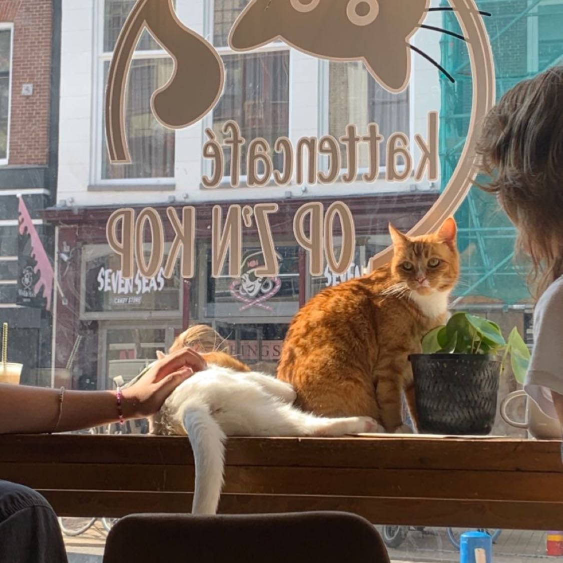 A cat bar
