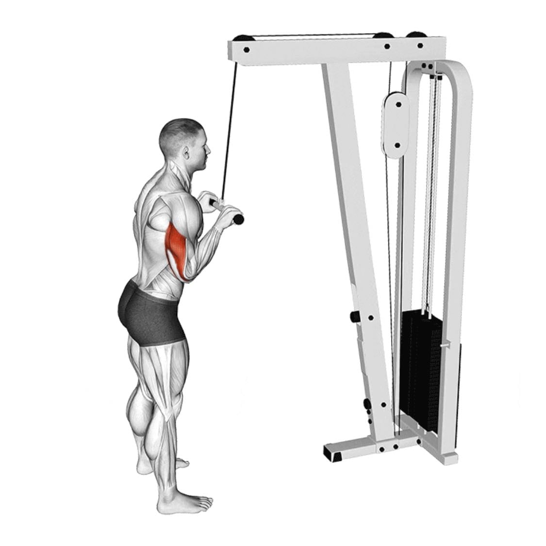 Triceps polea
