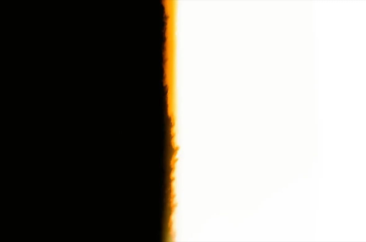 Spiders