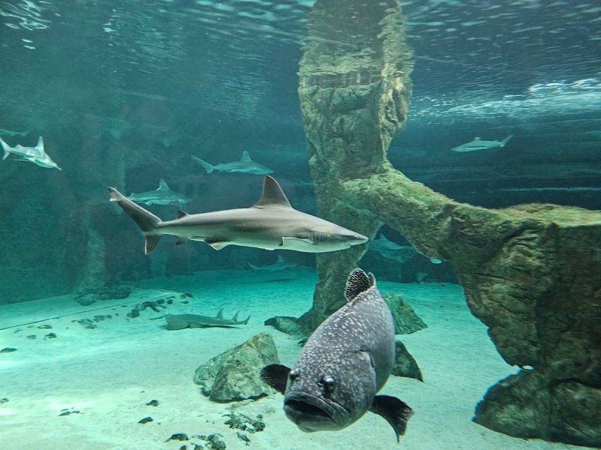 Aquarium