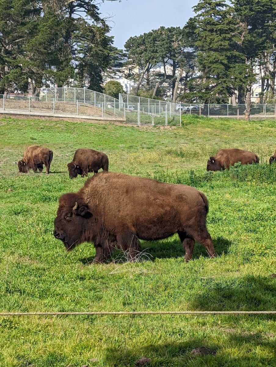 Bison Paddock